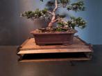 te koop Bonsai display, Ophalen of Verzenden, Bloeit niet, Overige soorten, Minder dan 100 cm