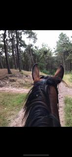 Stalling Heemskerk gezocht, Dieren en Toebehoren, Stalling en Weidegang, Weidegang, 1 paard of pony