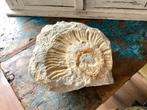 Ammoniet Fossiel - Prachtig Exemplaar!, Verzamelen, Ophalen of Verzenden, Fossiel