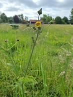 Bokashi van paardenmest voor uw tuin, Ophalen, Compost
