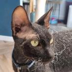 Kruising Devon Rex 10 maanden oud voor herplaatsing, Dieren en Toebehoren, Katten en Kittens | Overige Katten, Kater, Kortharig