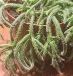 Rhipsalis, Huis en Inrichting, Ophalen of Verzenden, Halfschaduw, Minder dan 100 cm