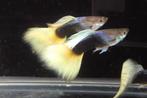 half black yellow tail tuxedo guppy, Dieren en Toebehoren, Vissen | Aquariumvissen