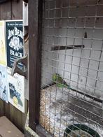 Tekoop 2 jonge grasparkiet. Blauw en groen. 8 weken oud, Meerdere dieren