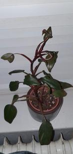 Philodendron pink princess, Overige soorten, Minder dan 100 cm, Ophalen of Verzenden, Halfschaduw