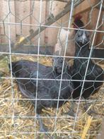 Ajam Cemani koppeltje, Dieren en Toebehoren, Meerdere dieren, Kip