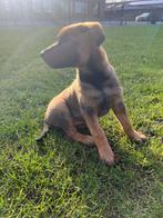 Mechelse x hollandse herder teefje  🐶, Parvo, 8 tot 15 weken, Meerdere, Meerdere dieren