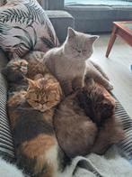 Prachtige Lilac exotic kater, Dieren en Toebehoren, Katten en Kittens | Raskatten | Korthaar, Kater