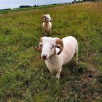 Dekrammen wiltshire horns, Dieren en Toebehoren, Schapen, Geiten en Varkens, Mannelijk, Schaap