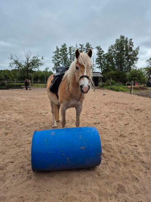 Bijrijder gezocht met ervaring in grondwerk + bitloos rijden, Dieren en Toebehoren, Paarden en Pony's | Overige Paardenspullen
