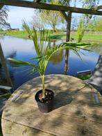 Archontophoenix cunninghamiana Illawarra - Koningspalm, Huis en Inrichting, Kamerplanten, Ophalen, Palm, Halfschaduw, In pot