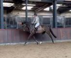 Super Fijne 5 jarige allrounder ruin, Dieren en Toebehoren, Paarden, Ruin, B, 165 tot 170 cm, 3 tot 6 jaar