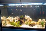 Gratis guppen, Dieren en Toebehoren, Vissen | Aquaria en Toebehoren, Ophalen of Verzenden, Zo goed als nieuw, Overige typen