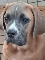 Te koop:  prachtige Cane Corso pups 15 weken, Dieren en Toebehoren, Honden | Niet-rashonden, 8 tot 15 weken, Meerdere, Meerdere dieren