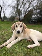 Maak kennis met kleine Phia, Dieren en Toebehoren, Honden | Niet-rashonden, Particulier, 15 weken tot 1 jaar, Buitenland, Teef