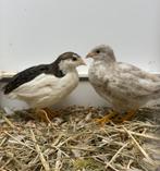 Kwartels 6 weken oud, Dieren en Toebehoren, Pluimvee, Geslacht onbekend, Overige soorten