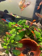 Guppies man en vrouw mix, Dieren en Toebehoren, Vissen | Aquariumvissen, Vis