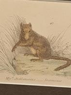 Hazelmuis gravure 1803 William Mackenzie, Antiek en Kunst, Ophalen