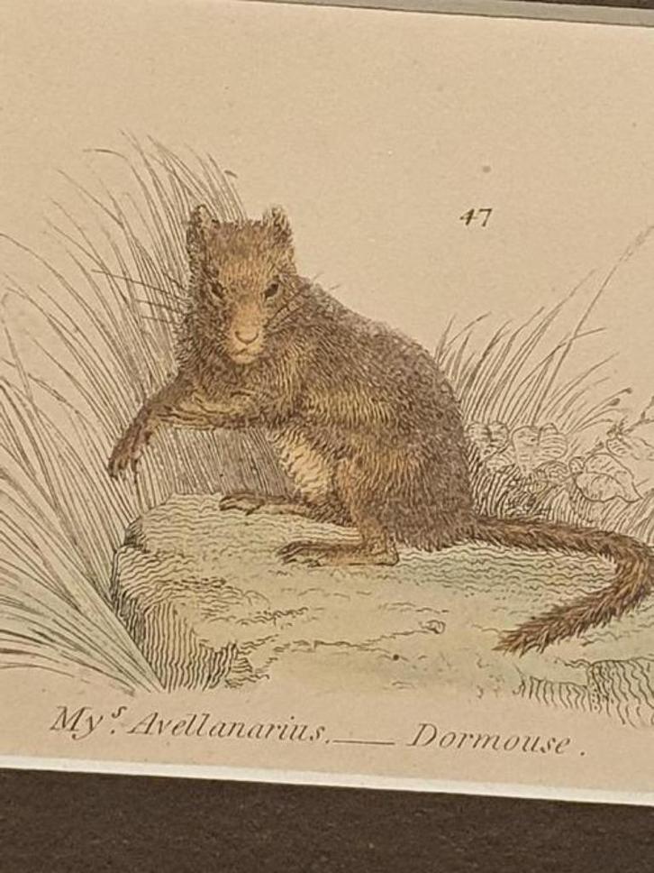 Hazelmuis gravure 1803 William Mackenzie, Antiek en Kunst, Kunst | Etsen en Gravures, Ophalen