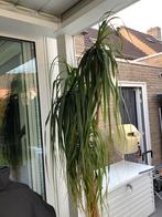 Olifantenboom Beaucarnia op hydrocultuur 2,5 meter hoog, Ophalen, Overige soorten, In pot