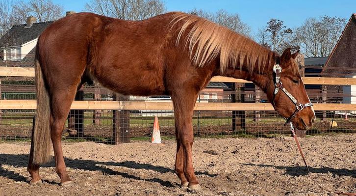 Zeer lieve solid paint horse van 3 jaar, met apha stamboom, Dieren en Toebehoren, Paarden, Hengst, Zadelmak, Minder dan 160 cm