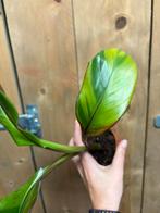 Musa maurelli variegata plant aurea yellow lime, Ophalen of Verzenden, Overige soorten, Minder dan 100 cm