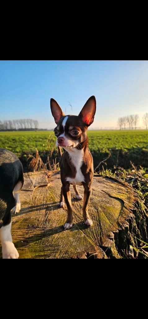 Lieve chihuahua teefjes, Dieren en Toebehoren, Honden | Chihuahua's en Gezelschapshonden, Teef, Chihuahua, Particulier, Meerdere