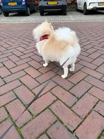 Pomerian Hond 1,5 jaar . Jonge, Dieren en Toebehoren, Honden | Dekreuen, België, Particulier, Reu, CDV (hondenziekte)