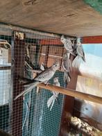 Te koop jonge valkparkieten, Dieren en Toebehoren, Meerdere dieren, Parkiet