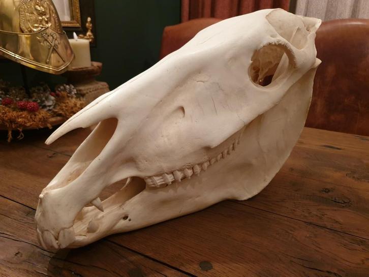 Zebra schedel. Africa wild skull rariteitenkabinet rariteit, Verzamelen, Dierenverzamelingen, Nieuw, Schedel, Wild dier, Ophalen of Verzenden