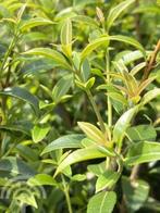 Osmanthus burkwoodii Schijnhulst bloei wit, geurt heerlijk, Ophalen of Verzenden, Overige soorten, Minder dan 100 cm