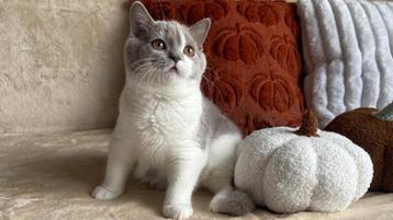 Zoey – Brits Korthaar kitten (lila met wit, poes) beschikbaar voor biedingen