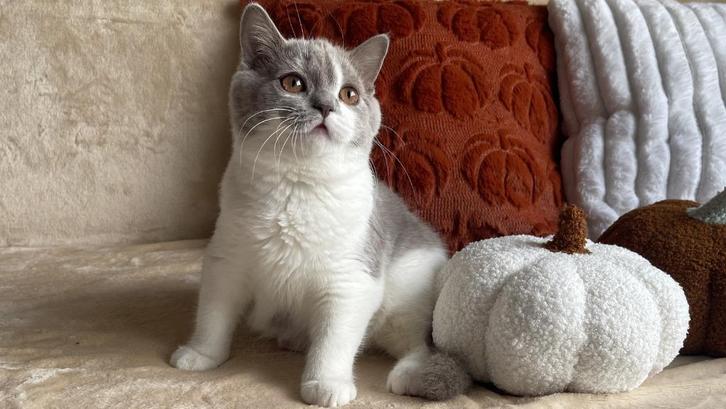 Zoey – Brits Korthaar kitten (lila met wit, poes), Dieren en Toebehoren, Katten en Kittens | Raskatten | Korthaar, Poes, 0 tot 2 jaar