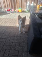 Lieve border collie teef, Dieren en Toebehoren, Ophalen, Zo goed als nieuw