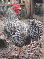 Amrock krielhaan, Dieren en Toebehoren, Pluimvee, Mannelijk, Kip