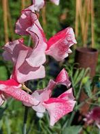 Zaden lathyrus willthire ripple, Tuin en Terras, Bloembollen en Zaden, Ophalen of Verzenden, Volle zon