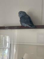 Forpus papegaaitjes, Dieren en Toebehoren, Vogels | Parkieten en Papegaaien, Meerdere dieren, Dwergpapegaai of Agapornis, Tam