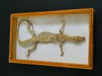 Taxiderma opgezette hagedis reptiel vitrine met houten lijst, Verzamelen, Dierenverzamelingen, Opgezet dier, Ophalen of Verzenden