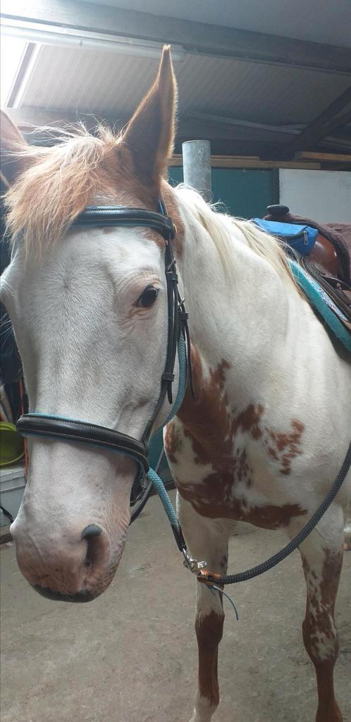 Hoofdstel bitloos kaakgekruist, Dieren en Toebehoren, Paarden en Pony's | Hoofdstellen en Tuigage, Gebruikt, Overige soorten, Ophalen of Verzenden
