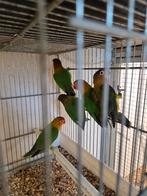 Fischerie wild kleur, Meerdere dieren, Parkiet