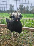 Kwal zoekt een huisje! (Haan - Kuifhoender), Dieren en Toebehoren, Mannelijk, Kip