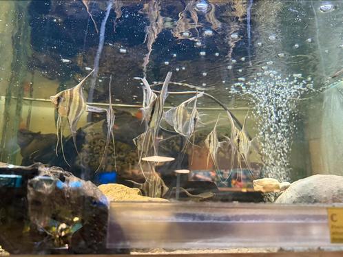 Wildvang Rio Orinoco altums - Pterophyllum Altum, Dieren en Toebehoren, Vissen | Aquariumvissen, Zoetwatervis, Vis