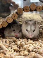 Chinese dwerghamster | Jonge diertjes | Goed tam te maken