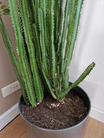 Grote Cactus met Pot - 215cm hoog!, Ophalen
