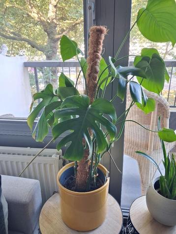 Monstera - house plant with pot beschikbaar voor biedingen