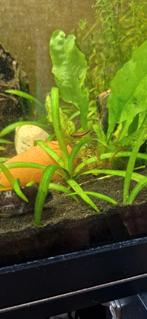 Apistogramma cacatuoides triple orange, Dieren en Toebehoren, Vis