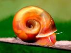 auarium slak oranje goud posthoornslak Planordella duryi, Dieren en Toebehoren, Vissen | Aquariumvissen, Slak of Weekdier