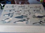 Oude school bord met prent vogels, Ophalen of Verzenden, Natuur en Biologie