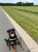 Rottweiler reu zoekt gouden mandje, Dieren en Toebehoren, Honden | Bulldogs, Pinschers en Molossers, Rabiës (hondsdolheid), Reu