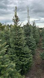 Kerstbomen, Fraseri, Nordmann, Omorika, Abies, Grote bomen, Tuin en Terras, Planten | Bomen, Volle zon, Minder dan 100 cm, Zomer